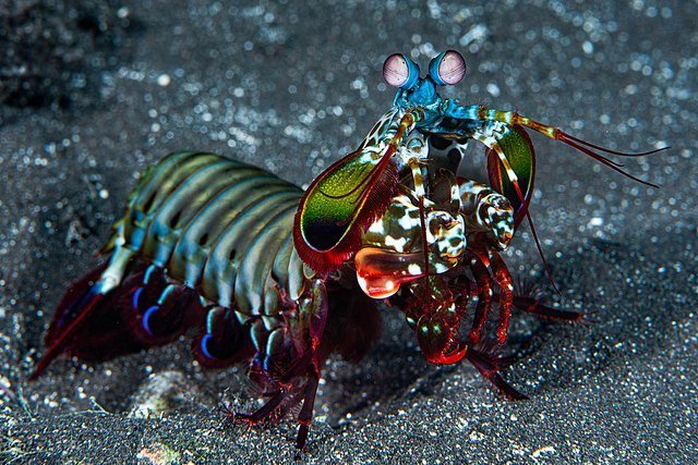 Mantis shrimp