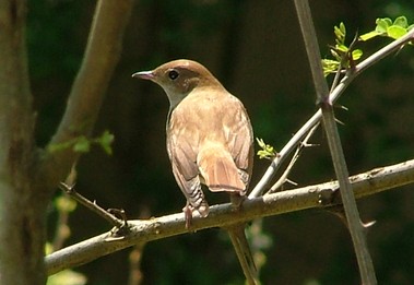 A nightingale